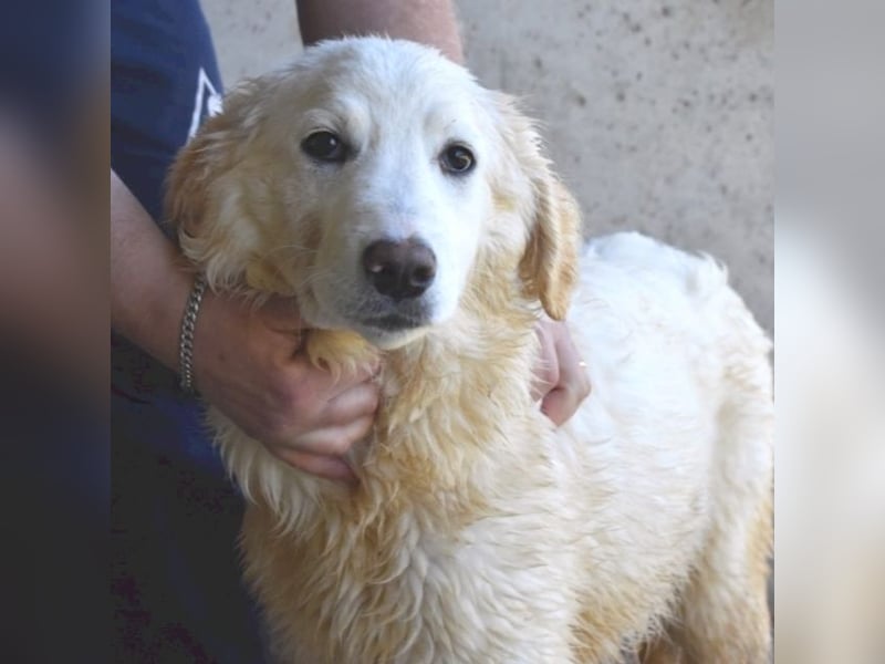 Harriette - weiß, es wird einmal ein Wunder gescheh'n