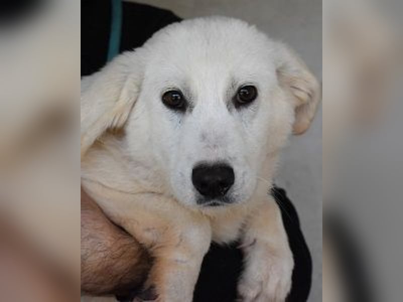 Ryther - Für diese traurige Geschicht...