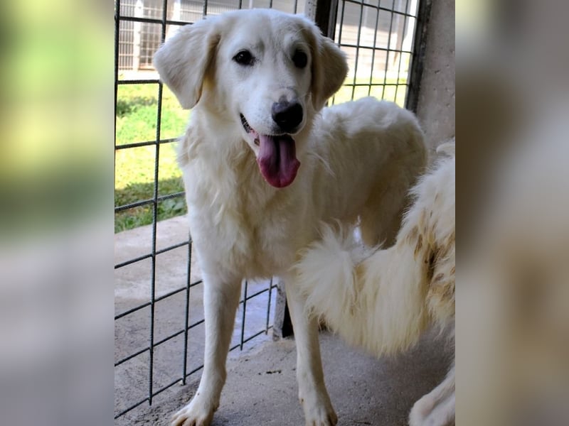 Harriette - weiß, es wird einmal ein Wunder gescheh'n