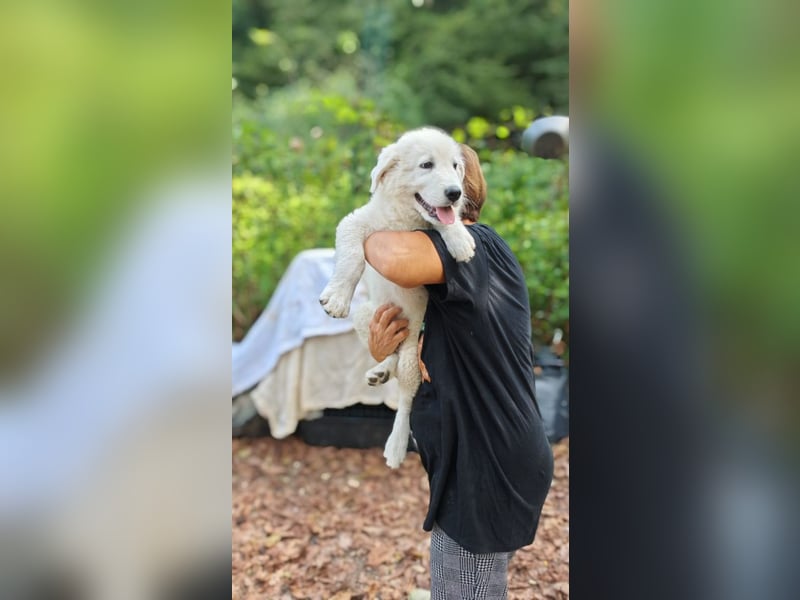 Fiete - der vergessene Hundejunge