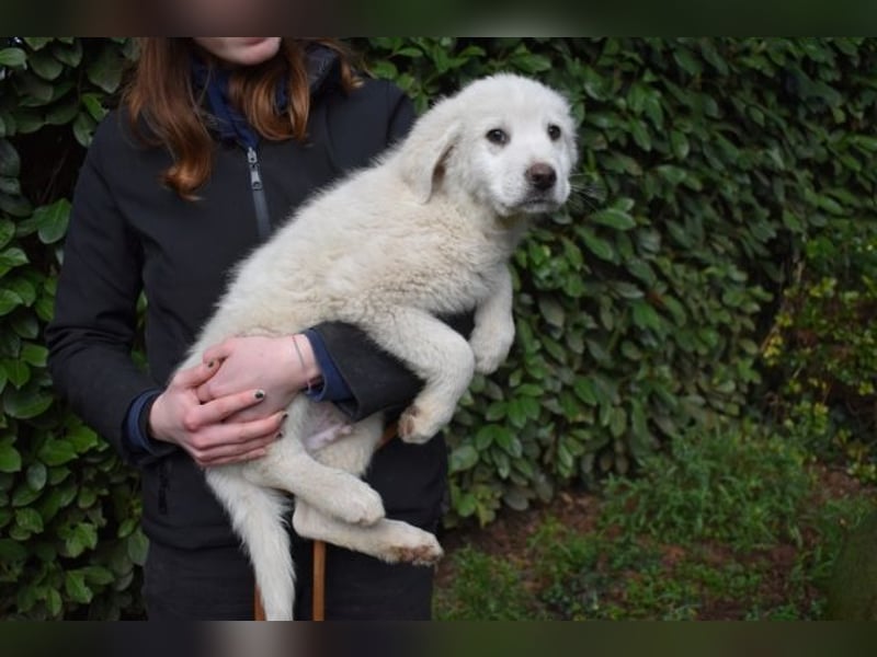 Hirion - So kleine Herzen...