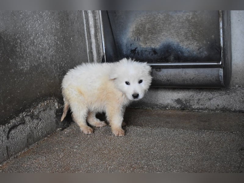 Clyro - SOS - Weiß jemand, was aufpassen eigentlich heißt ?