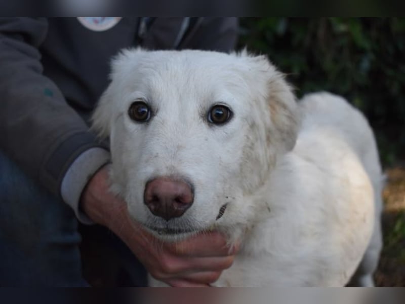 Sterling - So jung und so chancenlos ...