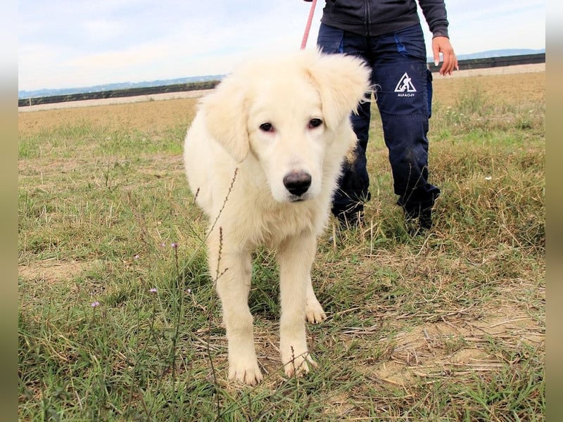 Garth - Kannst du machen, dass es nicht so lange dauert?