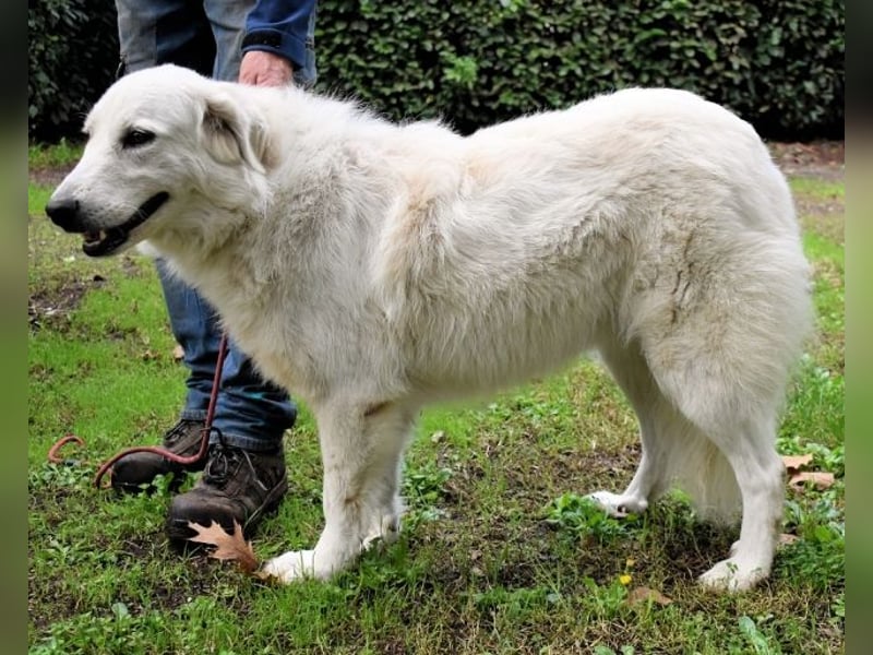 Ariotte - Weiße Schönheit liebt Menschen und sucht Dich!