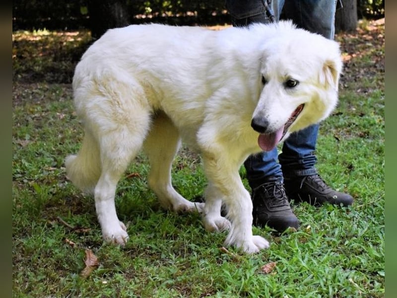 Ariotte - Weiße Schönheit liebt Menschen und sucht Dich!