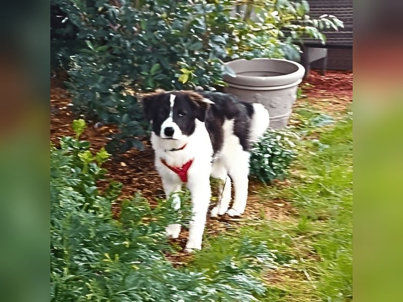 Uriel -  Zeigst du mir den Weg?