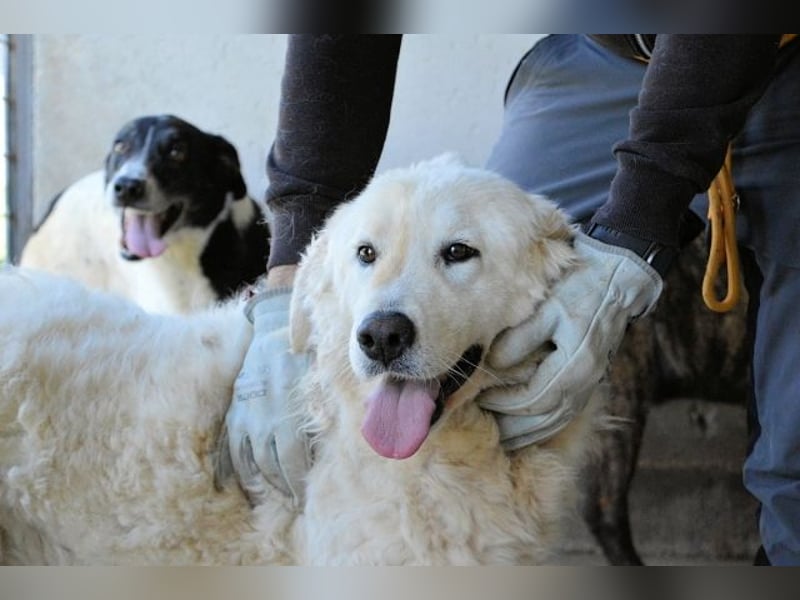 Imeria - Vielleicht bin ich dein leises Ja?