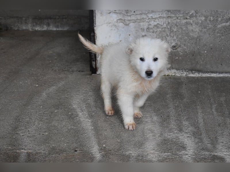 Cairox - SOS - Weiß jemand, was aufpassen eigentlich heißt?