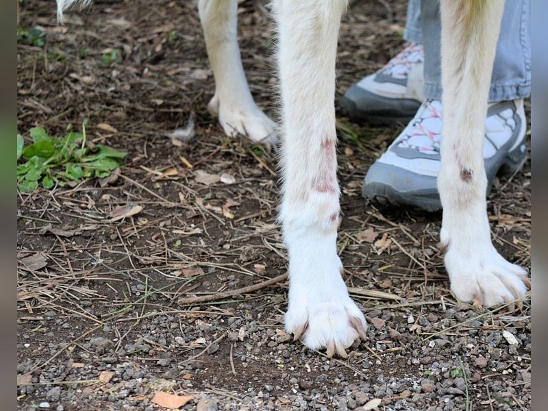 Talete - NOTFALL - Wenn man ehrlich ist