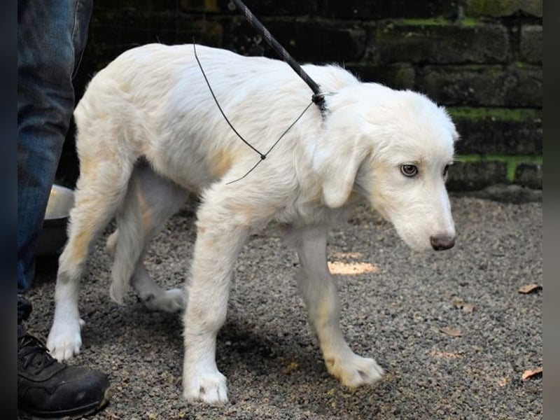 Rafael - Weiß, klug und wunderschön