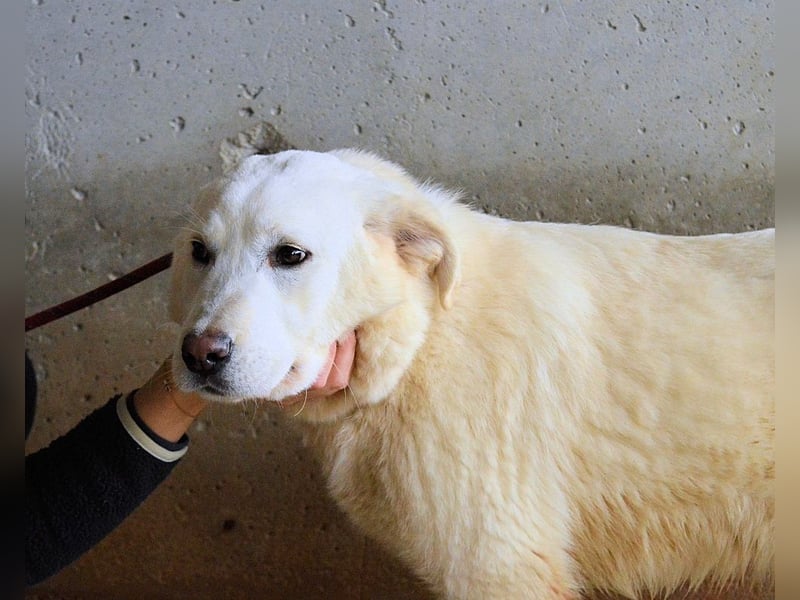 Roderico - Für diese traurige Geschicht...
