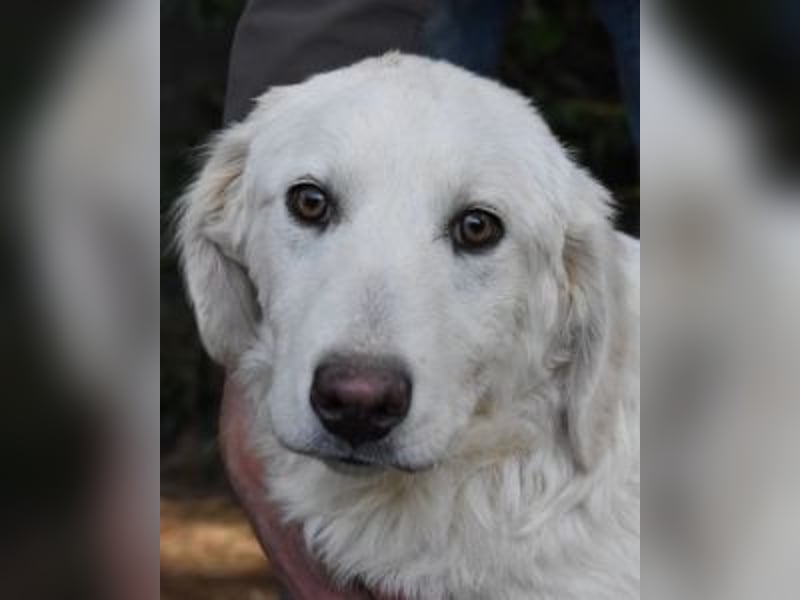 Sylvain - So jung und so chancenlos ...