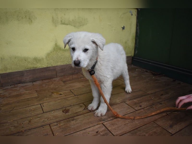 Hectorin - So kleine Herzen...