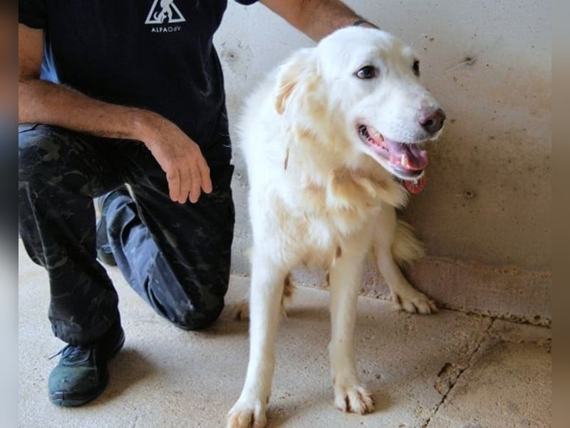 Harriette - weiß, es wird einmal ein Wunder gescheh'n