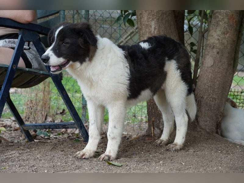 Uriel -  Zeigst du mir den Weg?