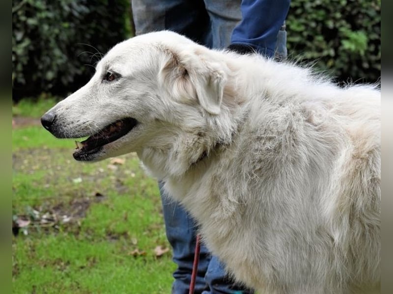 Ariotte - Weiße Schönheit liebt Menschen und sucht Dich!