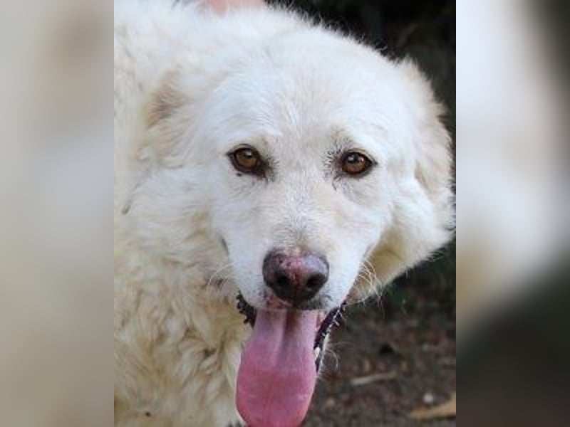 Fyona - Hell wie das Licht