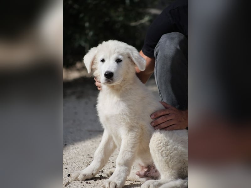 Fiete - der vergessene Hundejunge