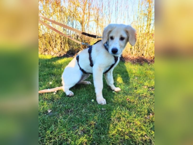 Neve - vorsichtig, anhänglich und bereit zu vertrauen