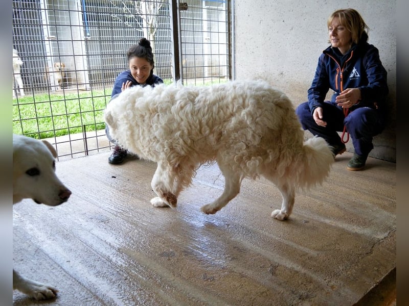 Volturno - Alles was es braucht, ist eine Chance