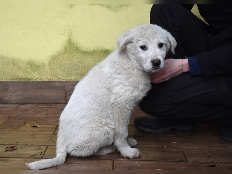 Harlan - Aus Welpenpfoten wurden große Schritte