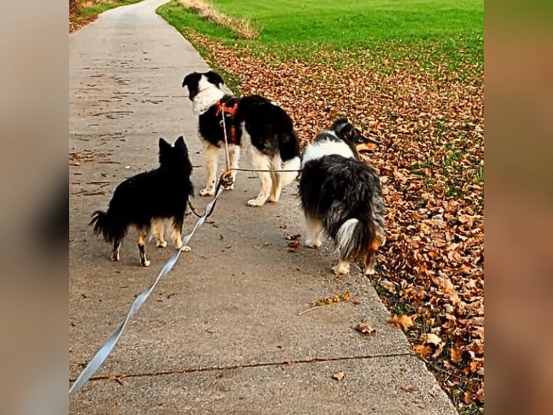 Uriel -  Zeigst du mir den Weg?