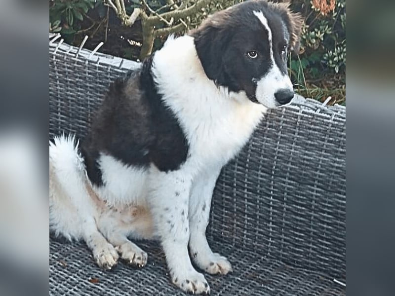 Uriel -  Zeigst du mir den Weg?