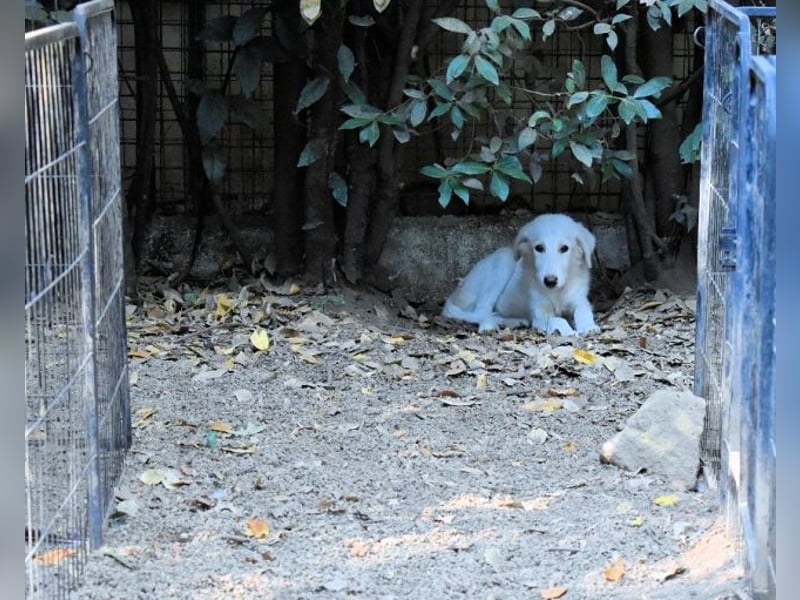 Cedro - Verständnis, Liebe & Geduld!