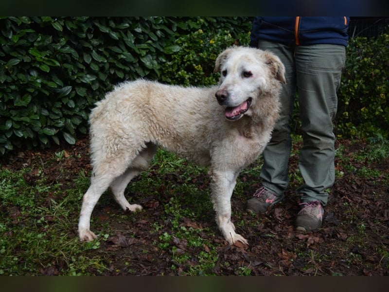 Generosa - Ein Adler bleibt ein Adler...