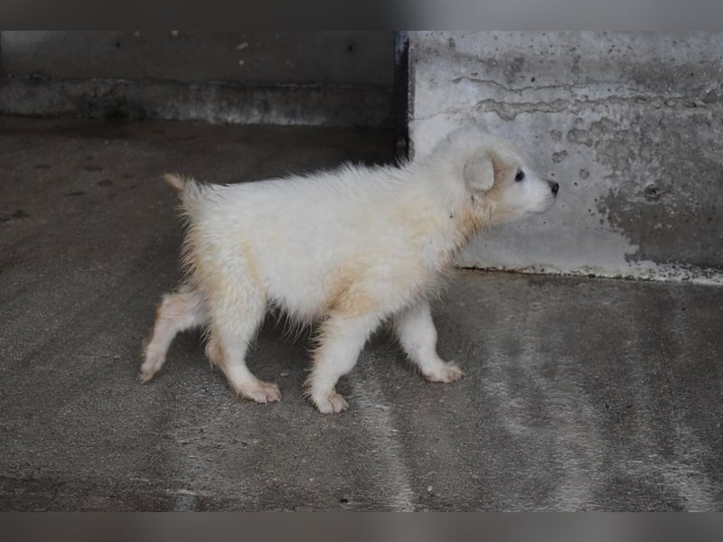 Cairox - SOS - Weiß jemand, was aufpassen eigentlich heißt?