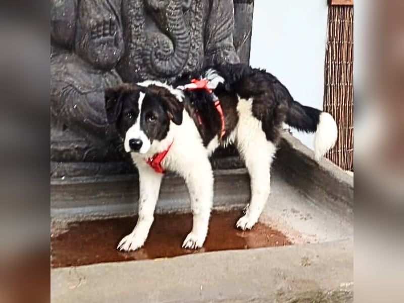 Uriel -  Zeigst du mir den Weg?