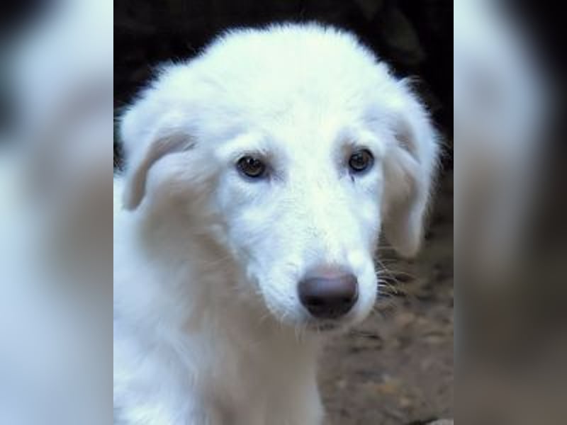 Calendula - Was noch nicht ist, kann immer noch werden!