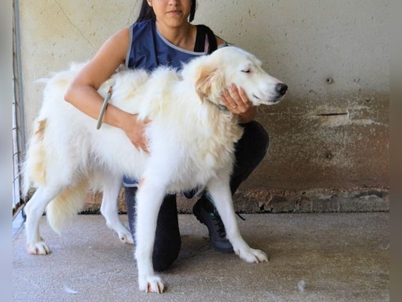 Kandie - Allein im Grau