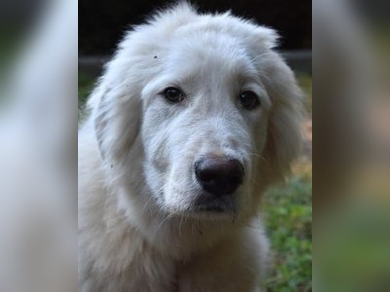 Leofric - Kleiner Löwe hat Großes vor