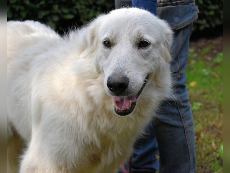 Ariotte - Weiße Schönheit liebt Menschen und sucht Dich!