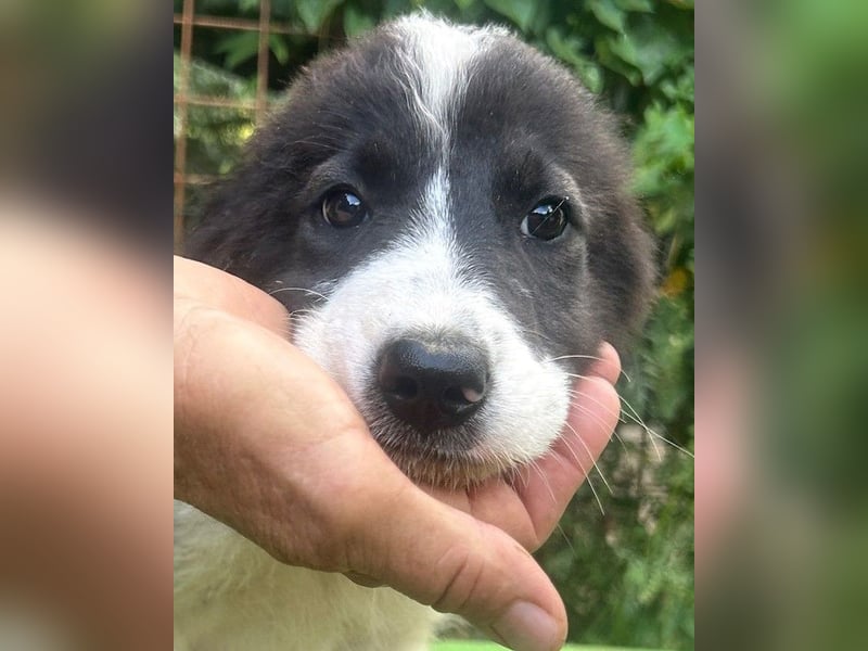 Uriel -  Zeigst du mir den Weg?