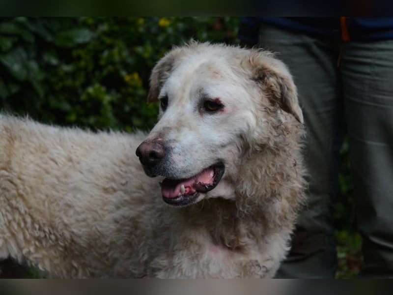 Generosa - Ein Adler bleibt ein Adler...