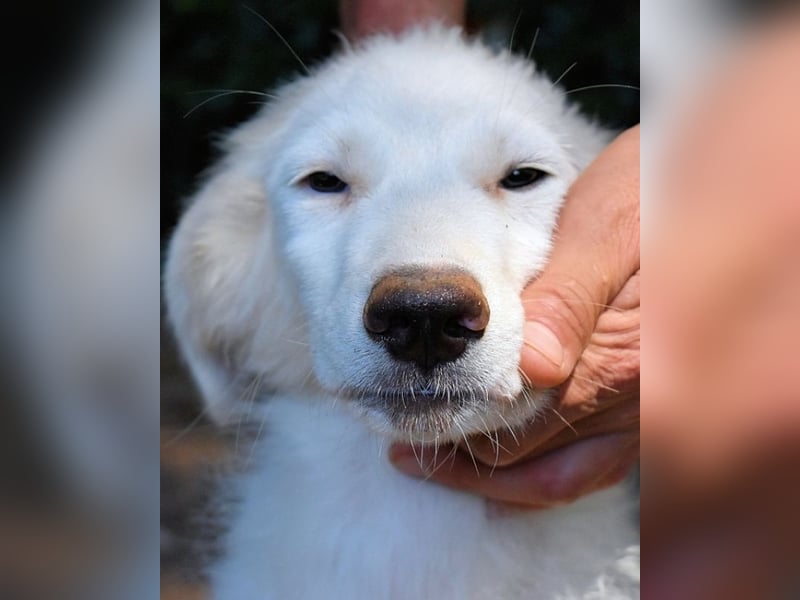 Kandie - Allein im Grau