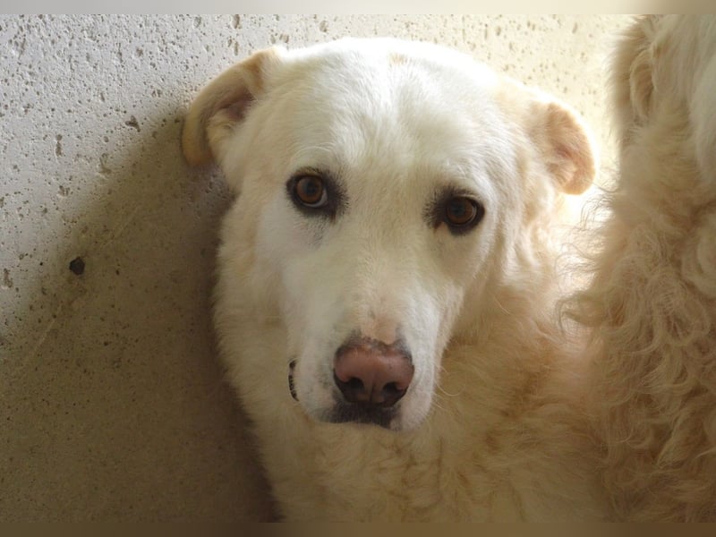 Vitale - "Komm, trau dich! Du kannst das!" Vitale - "Komm, trau dich! Du kannst das!"