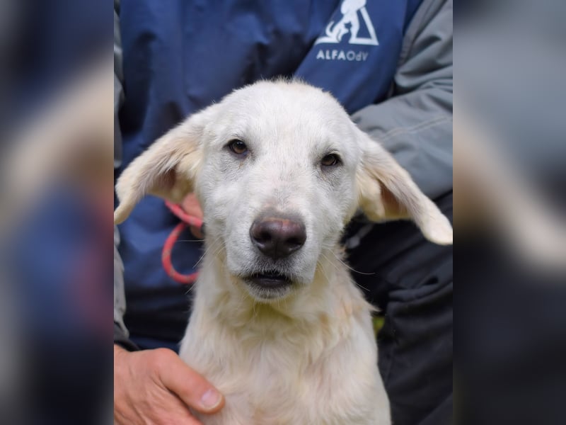 Hectorin - So kleine Herzen...