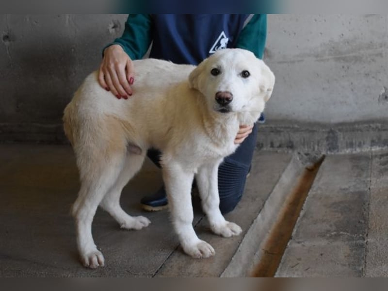 Rionel - Für diese traurige Geschicht...