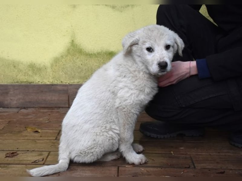 Harlan - So kleine Herzen...