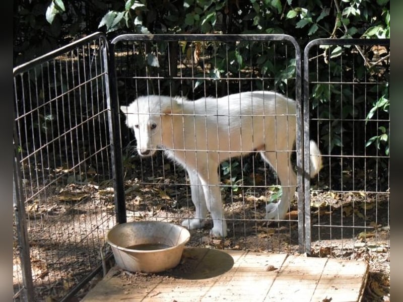 Cedro - Verständnis, Liebe & Geduld!