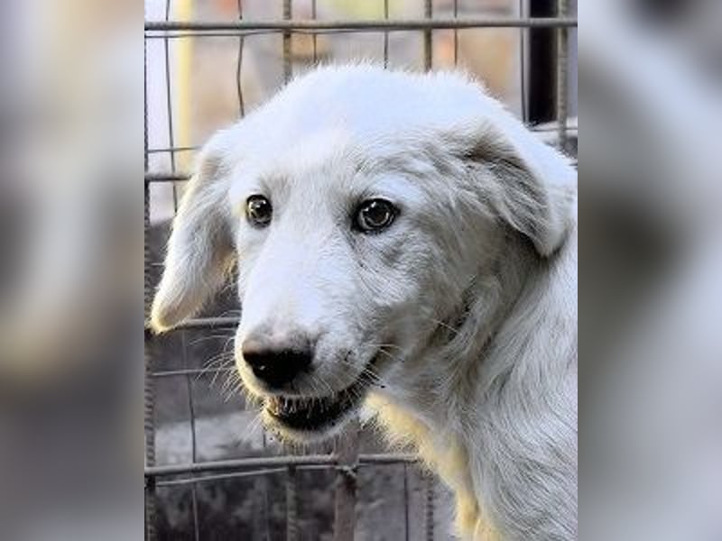 Radulf - Weiß, klug und wunderschön