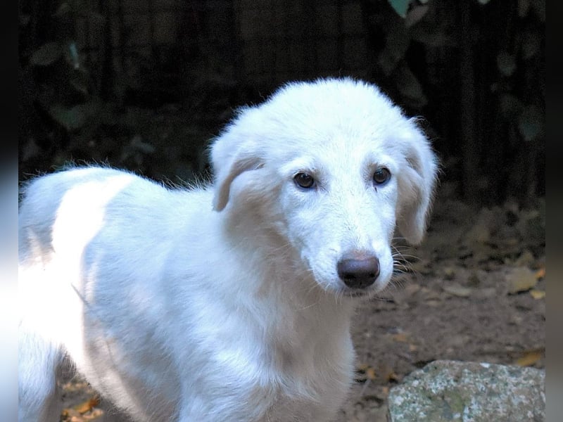 Calendula - Was noch nicht ist, kann immer noch werden!