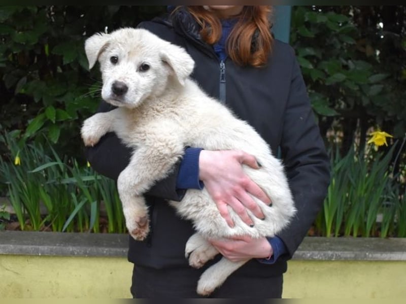 Harlan - So kleine Herzen...