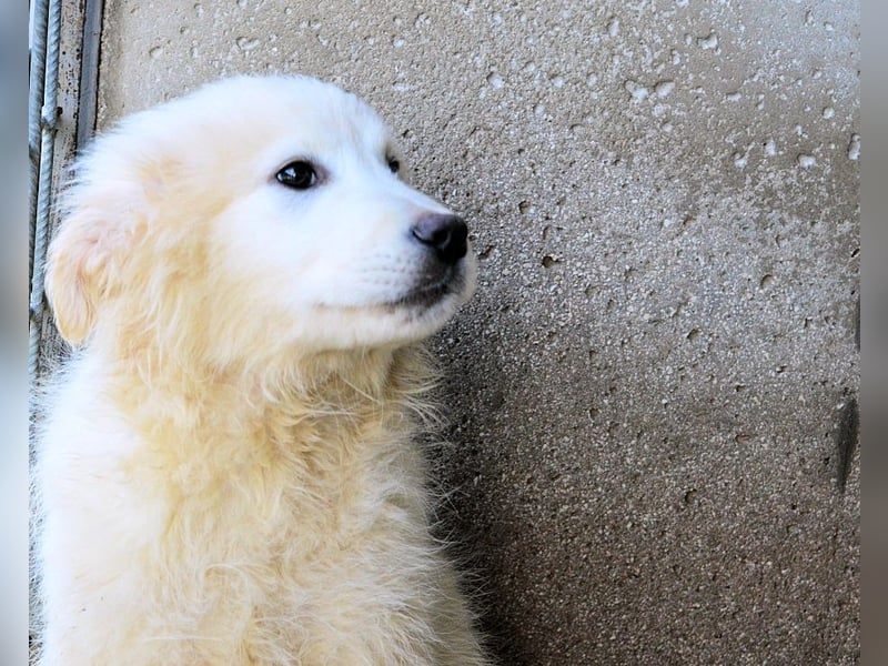 Cairox - SOS - Weiß jemand, was aufpassen eigentlich heißt?