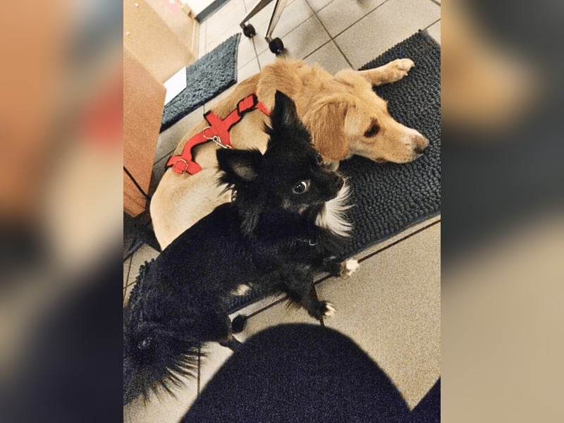 Neve - vorsichtig, anhänglich und bereit zu vertrauen