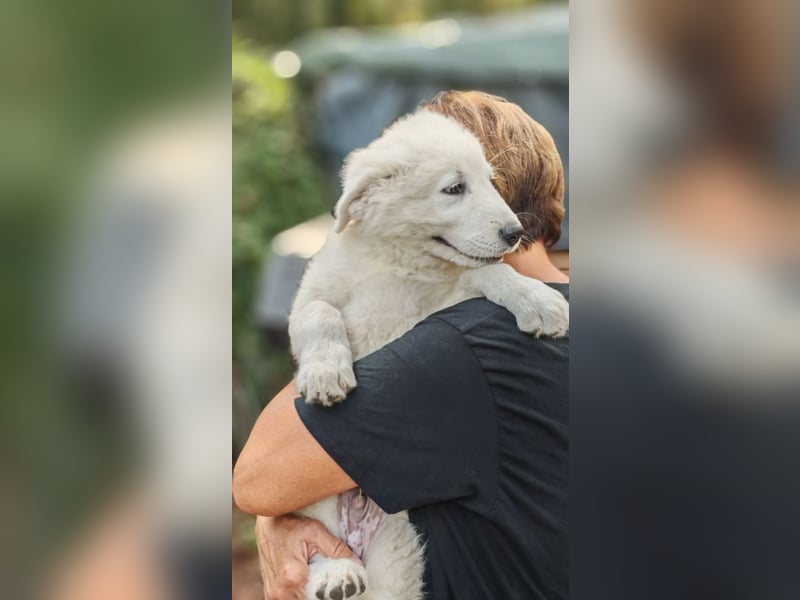 Fiete - der vergessene Hundejunge